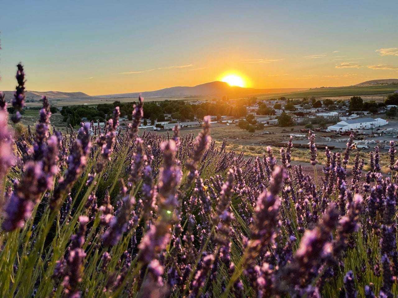 Home | SunKissed Lavender Farm